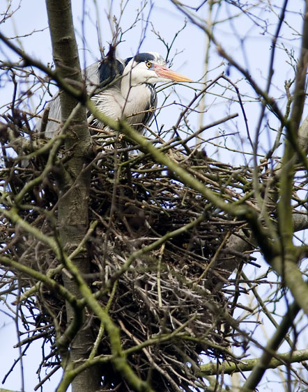 Blauwereiger150307